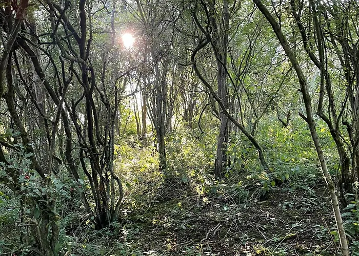 Odin's Rest Wild Glamping Camping Bulmer