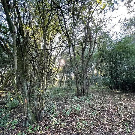 营地 Odin's Rest Wild Glamping